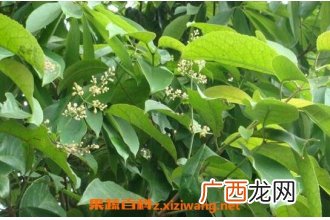千打锤的来源与功效 千打锤的药用价值
