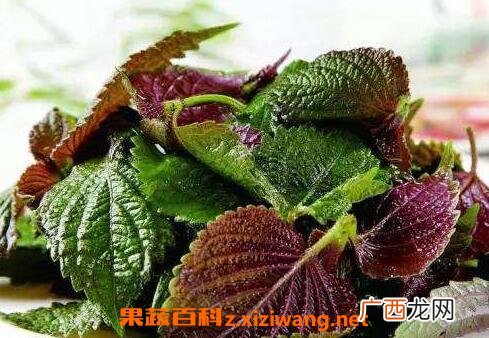紫苏叶的作用与副作用
