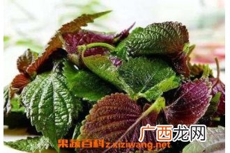 紫苏叶的作用与副作用