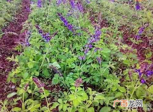 丹参的功效与作用吃法 丹参的功效