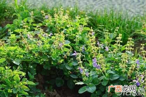 丹参的功效与作用吃法 丹参的功效