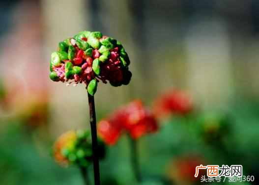 三七花的禁忌 三七花的功效与作用