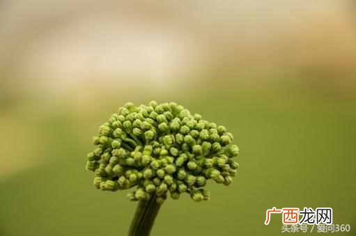 三七花的禁忌 三七花的功效与作用