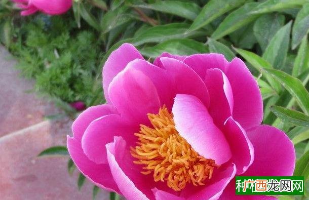 保水剂可帮农户提高玉米发芽率