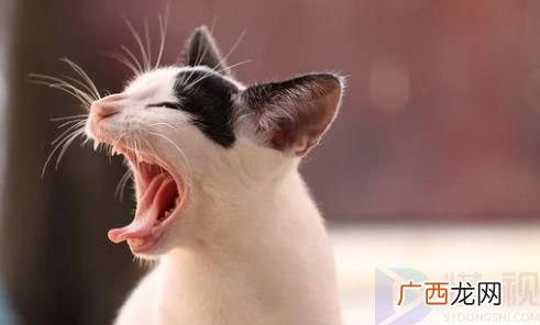 泰国报告全球首例新冠猫传人 一个喷嚏就传播