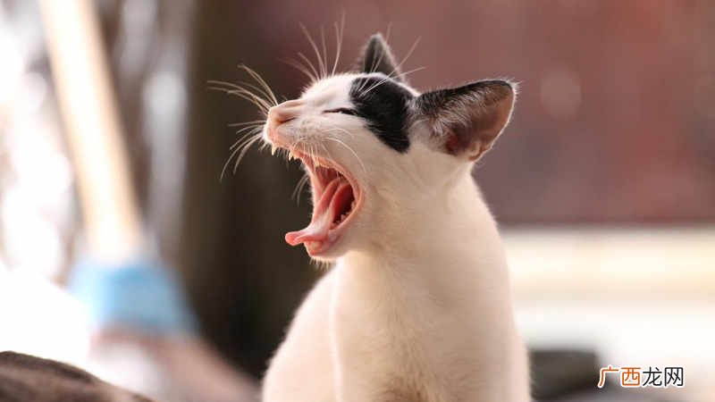 泰国报告全球首例新冠猫传人 一个喷嚏就传播