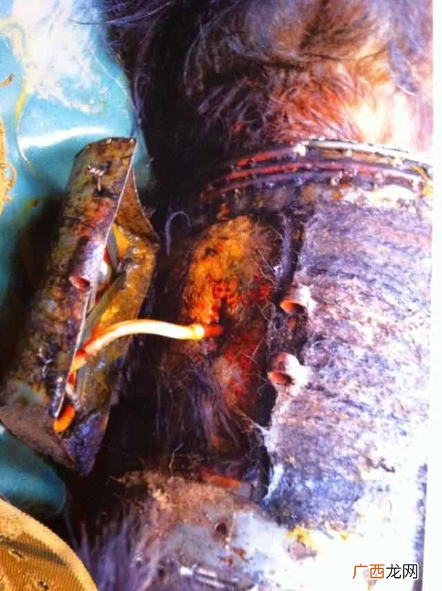 熊胆的作用 活取熊胆过程图片
