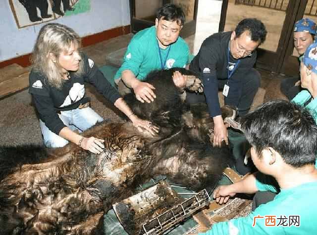 熊胆的作用 活取熊胆过程图片