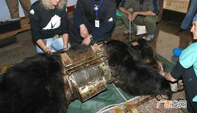 熊胆的作用 活取熊胆过程图片