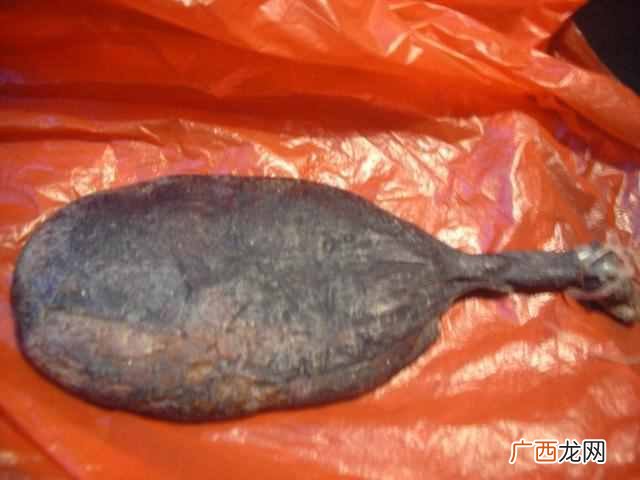 熊胆的作用 活取熊胆过程图片