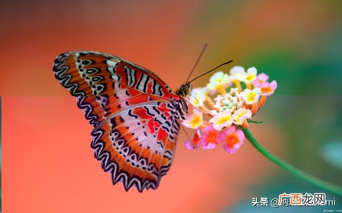 处女座女生性格分析，处女座女生十大典型特质
