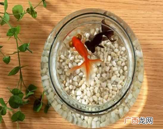 最新养鱼技术 养鱼网了解更多养鱼知识