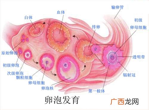 女性排卵期怎么计算最准确
