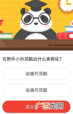 森林驿站在野外小丹顶鹤由什么来孵化