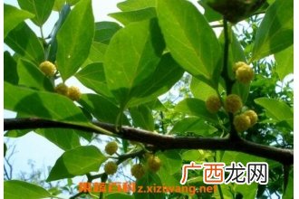 柘子叶的作用是什么 柘子叶的药用价值