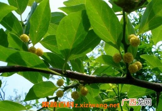 柘子叶的作用是什么 柘子叶的药用价值