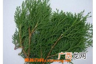 真柏树叶的药用价值 真柏树叶能治烫伤吗