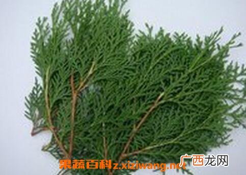 真柏树叶的药用价值 真柏树叶能治烫伤吗