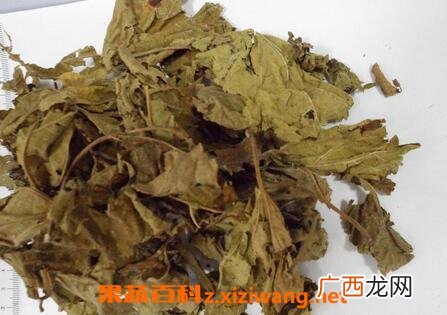 炙桑叶的功效与作用 炙桑叶的食用方法