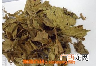 炙桑叶的功效与作用 炙桑叶的食用方法