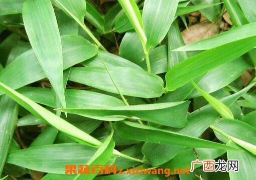 竹叶的功效与作用 竹叶的药用价值