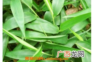 竹叶的功效与作用 竹叶的药用价值
