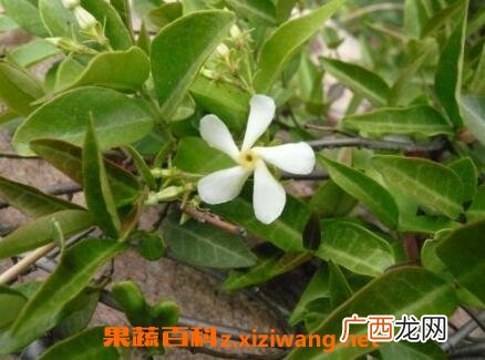 络石藤的药用功效与作用