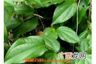 海风藤的功效与作用 海风藤的使用禁忌