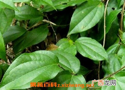 海风藤的功效与作用 海风藤的使用禁忌