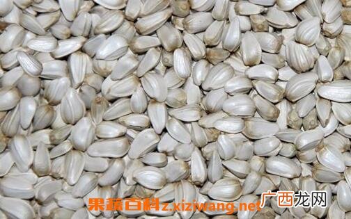 红花籽的功效与作用 红花籽的药用价值