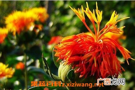 草红花的药用功效与作用 草红花的副作用