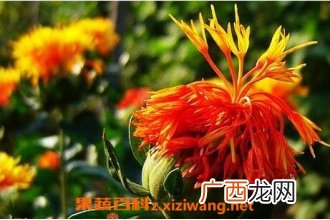 草红花的药用功效与作用 草红花的副作用