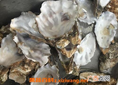 中药牡蛎壳的功效与作用及禁忌 中药牡蛎壳的使用禁忌