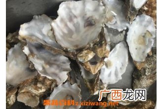 中药牡蛎壳的功效与作用及禁忌 中药牡蛎壳的使用禁忌
