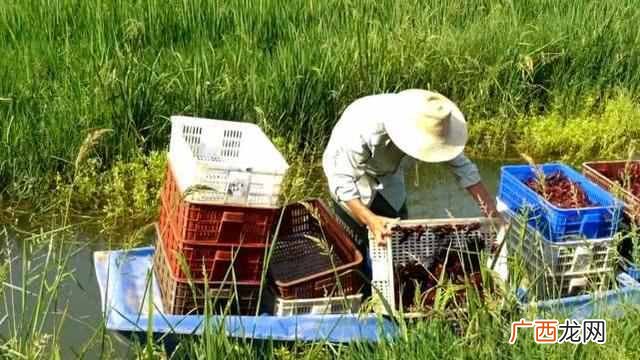 养殖基地地址 湖北龙虾养殖产量如何