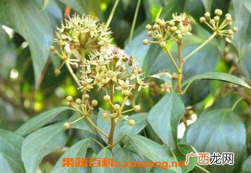 追风藤的药用价值 追风藤的功效与作用
