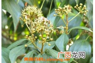 追风藤的药用价值 追风藤的功效与作用