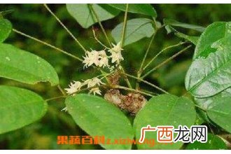 中药牛藤的功效与作用 牛藤的禁忌