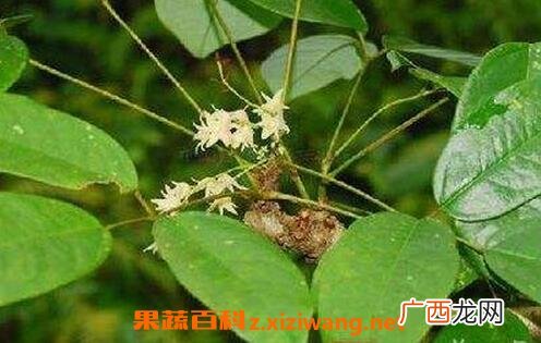 中药牛藤的功效与作用 牛藤的禁忌
