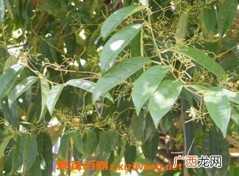 中药青风藤的功效与作用及禁忌