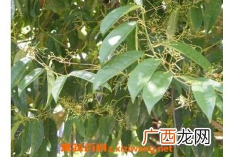 中药青风藤的功效与作用及禁忌