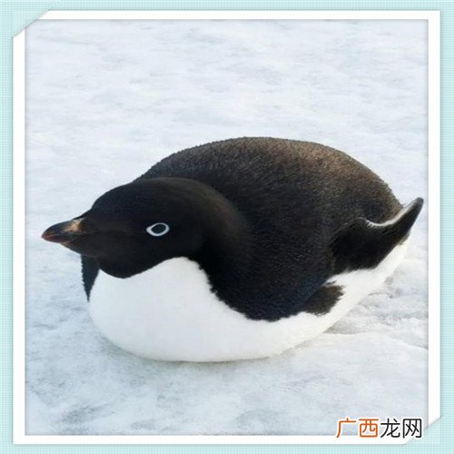 怎么对眼睛恢复视力好 平时做什么可以恢复视力