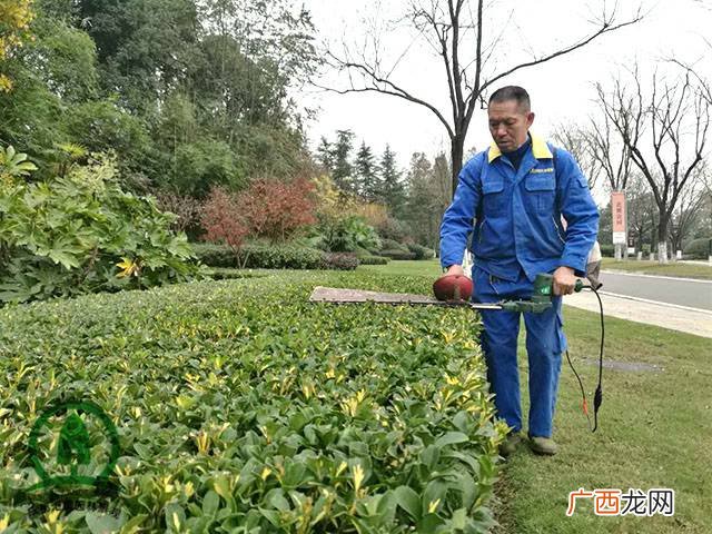 绿化养护管理 绿化养护园林景观