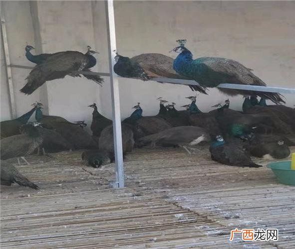 孔雀怎样散养不飞走 养殖孔雀的厂地