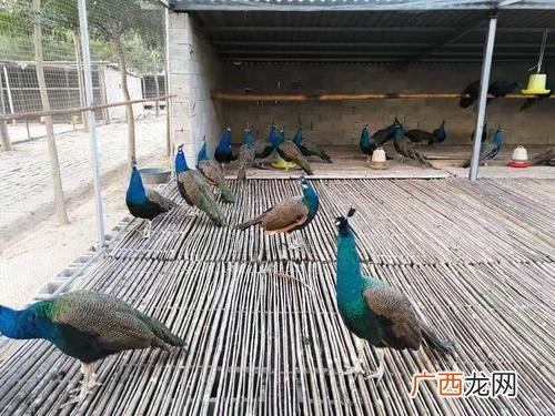 孔雀怎样散养不飞走 养殖孔雀的厂地