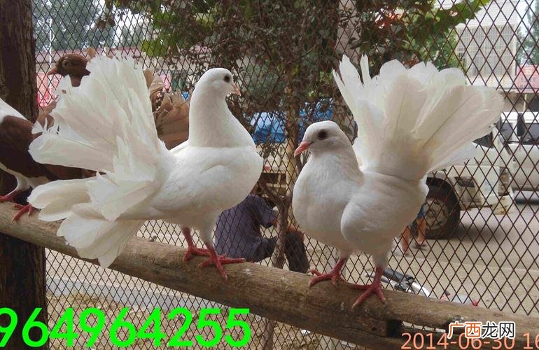 养孔雀能赚钱吗 养殖孔雀挣钱吗
