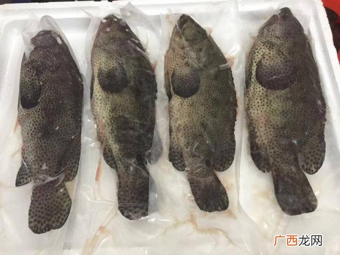 野生老虎斑图片大全 养殖老虎斑