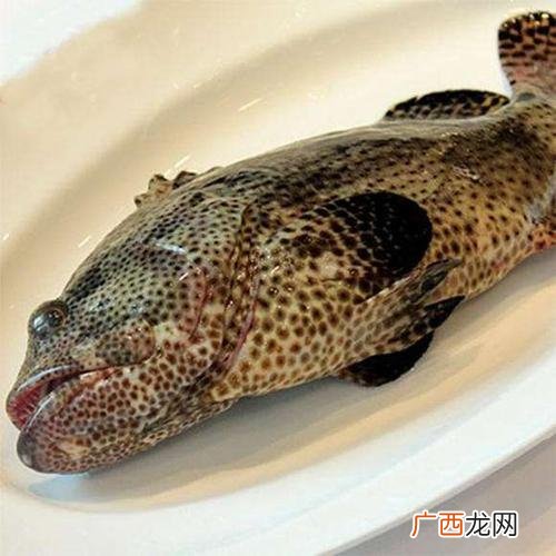 野生老虎斑图片大全 养殖老虎斑