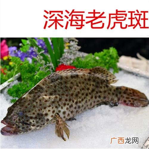 野生老虎斑图片大全 养殖老虎斑