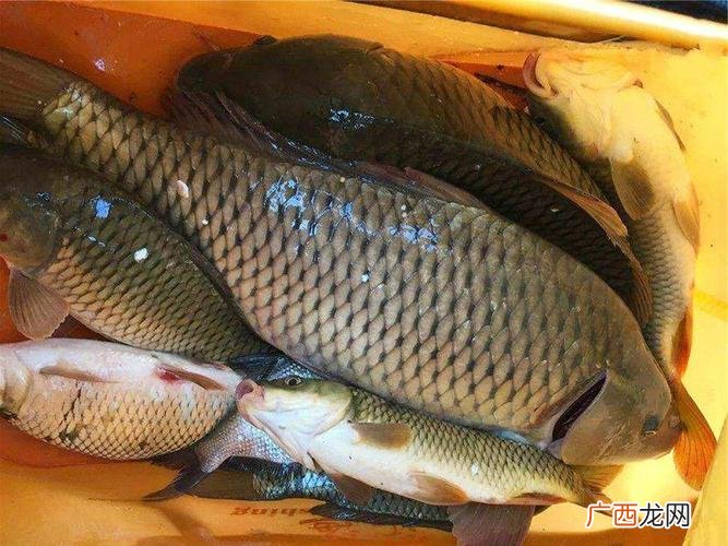 丰南鲤鱼饲料 养殖鲤鱼饲料价格